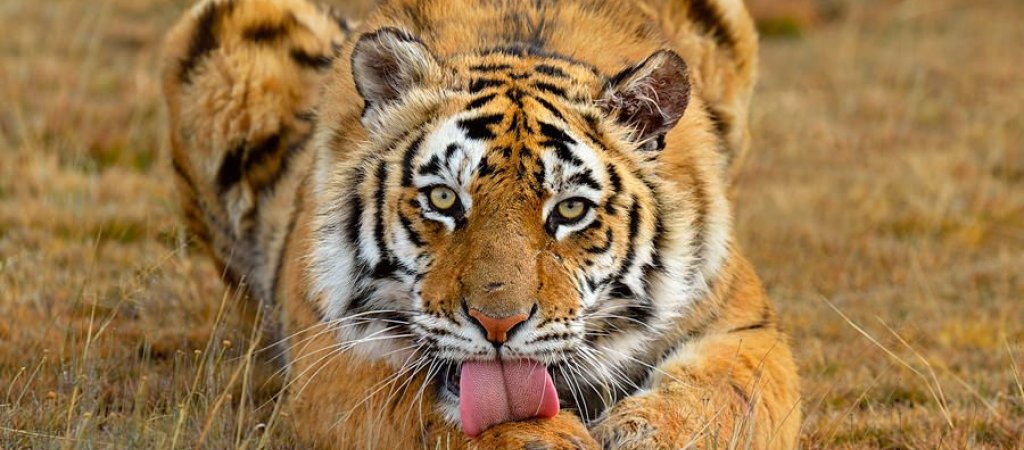 میز غذاخوری در بازارمبل ملایر